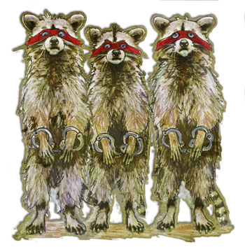 Racoons